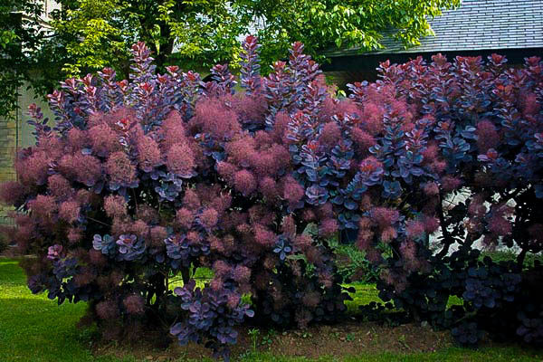 royal-purple-smoke-tree-2.jpg