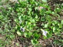 different variant of violets
