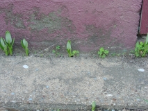 milkweed in the cracks--again!