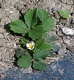 Strawberry--flower means fruit