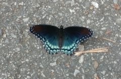 Red-spotted purple swallowtail