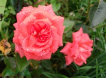Rose 'Tropicana'