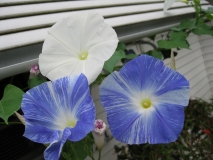 Flying Saucers morning glory