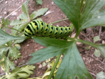 eastern black swallowtail in our parsley