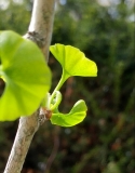Ginkgo first leaves