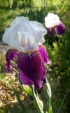 Iris 'Dovelettes'