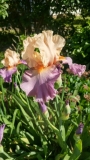 Beige and purple bearded iris