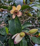 Magnolia figo (banana shrub)