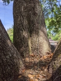 Live oak 4 smilax