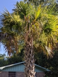 Sabal palmetto in bloom