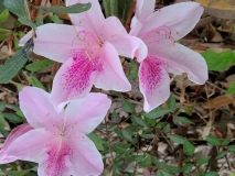 Azalea pink blush
