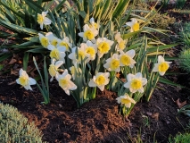 Daffodils, April 10