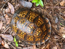 Gulf box turtle
