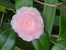Camellia pink formal double