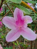 Orchid azalea