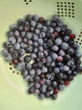 Blueberries, June 2022