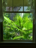 Kitchen window with Chinese fan palm