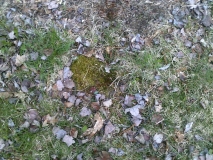 Moss by the doghouse