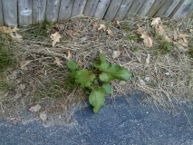 Driveway mystery plant or weed
