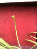 later iris or maybe daylily?