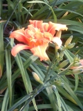orange splashy lily