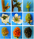 Stages of blackberry fruit development
