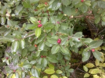 Maybe winterberry? #2