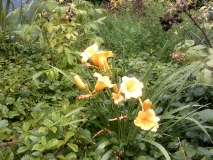 So, those daylilies...wait, what is THAT?